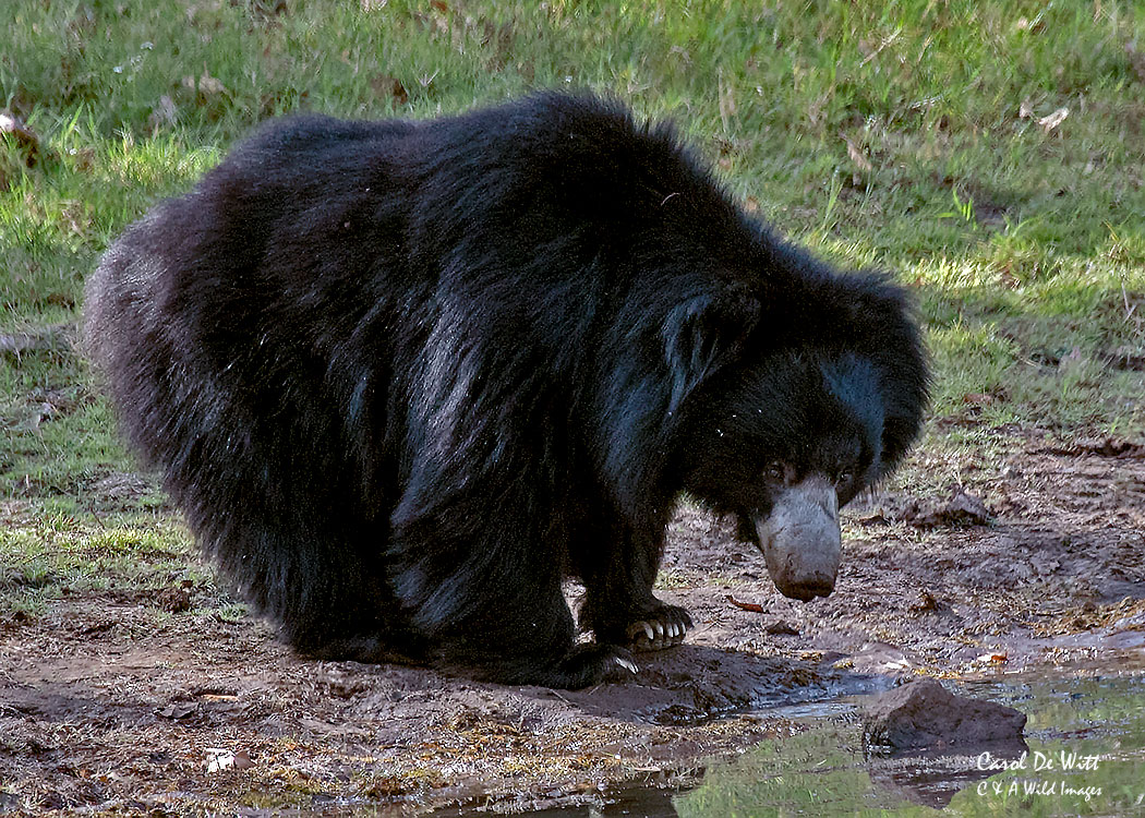 Sloth Bear in Satpura National Park Sloth Bear in Satpura National Park