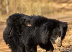 Sloth Bear in Satpura
