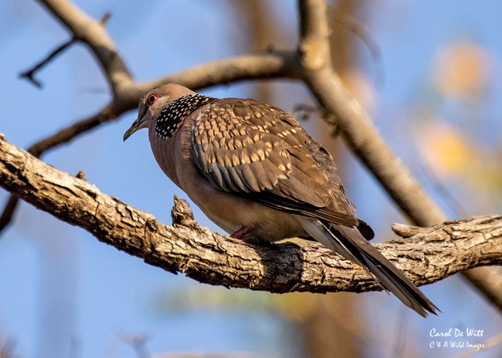 Spotted Dove