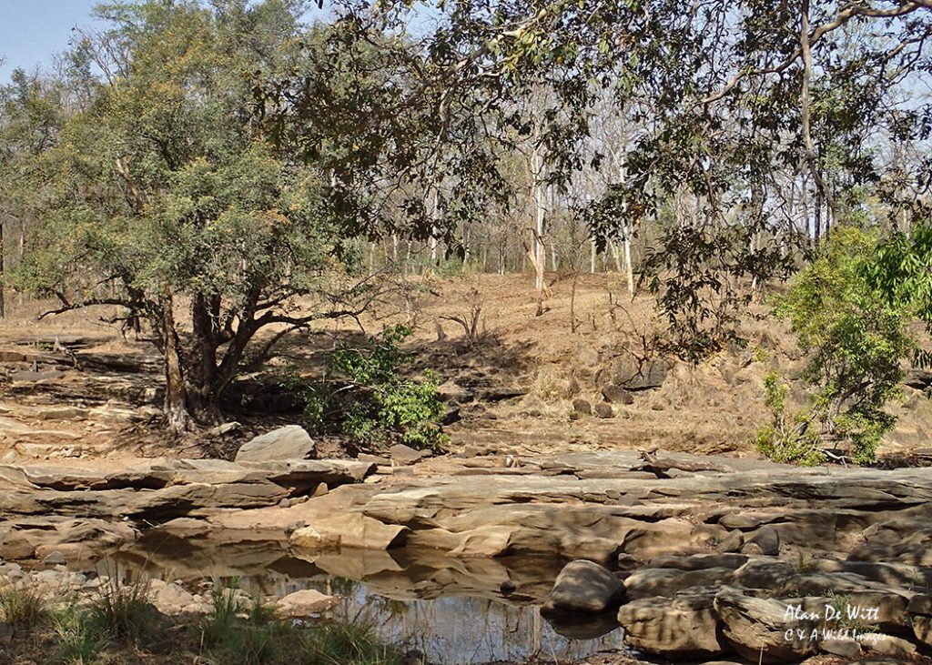 Satpura national Park