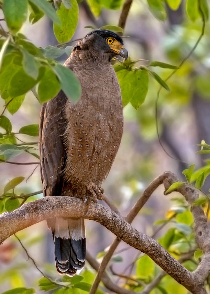 Crested Serpent Eagle