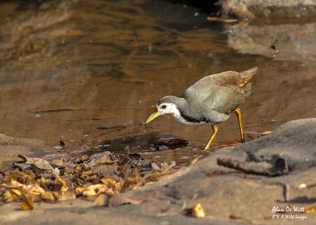 White Breasted Water Hen