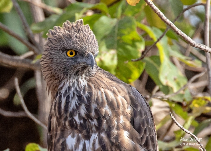 Changeable Hawk Eagle in Satpura Tiger Reserve
