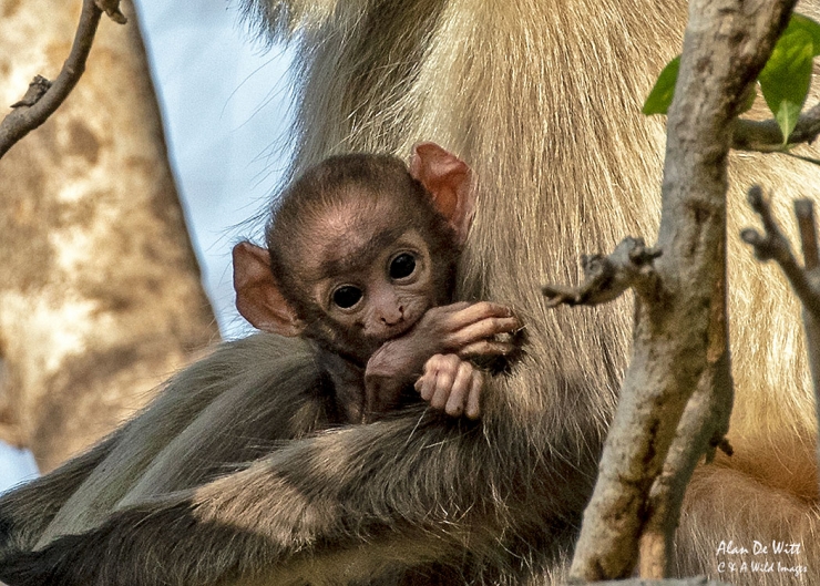 Southern Plains Gray Langur in Satpura Tiger Reserve