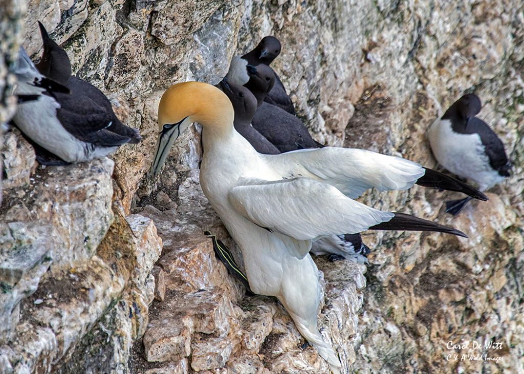 Gannet at Bempton Cliffs