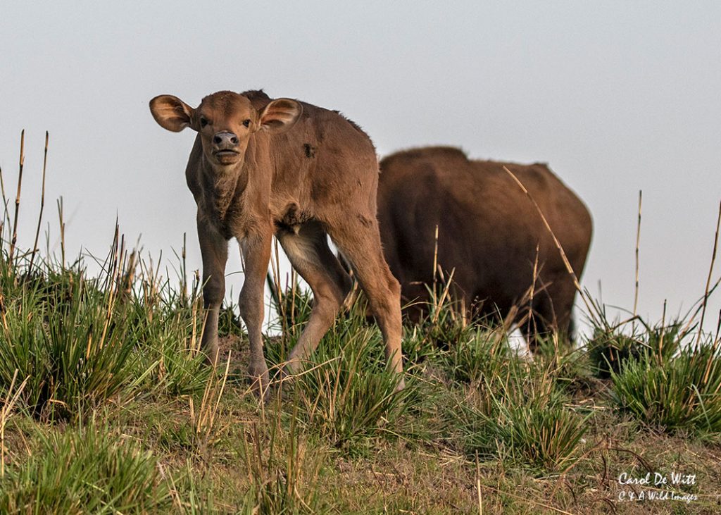 Gaur calf
