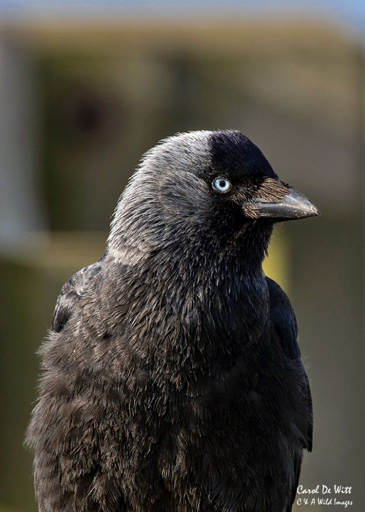 Jackdaw