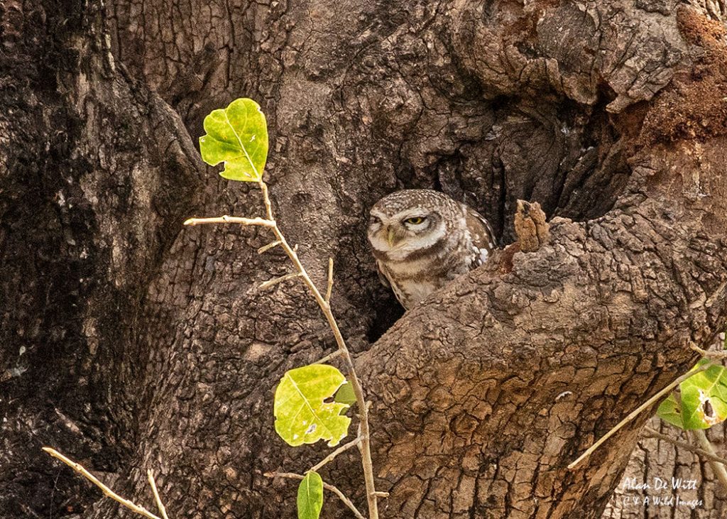 Jungle Owlet in Satpur's East Buffer Zone