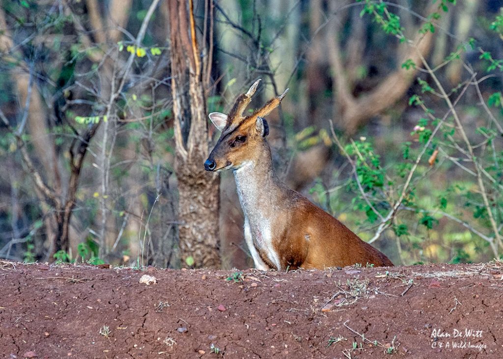 Indian Muntjac Deer Male 