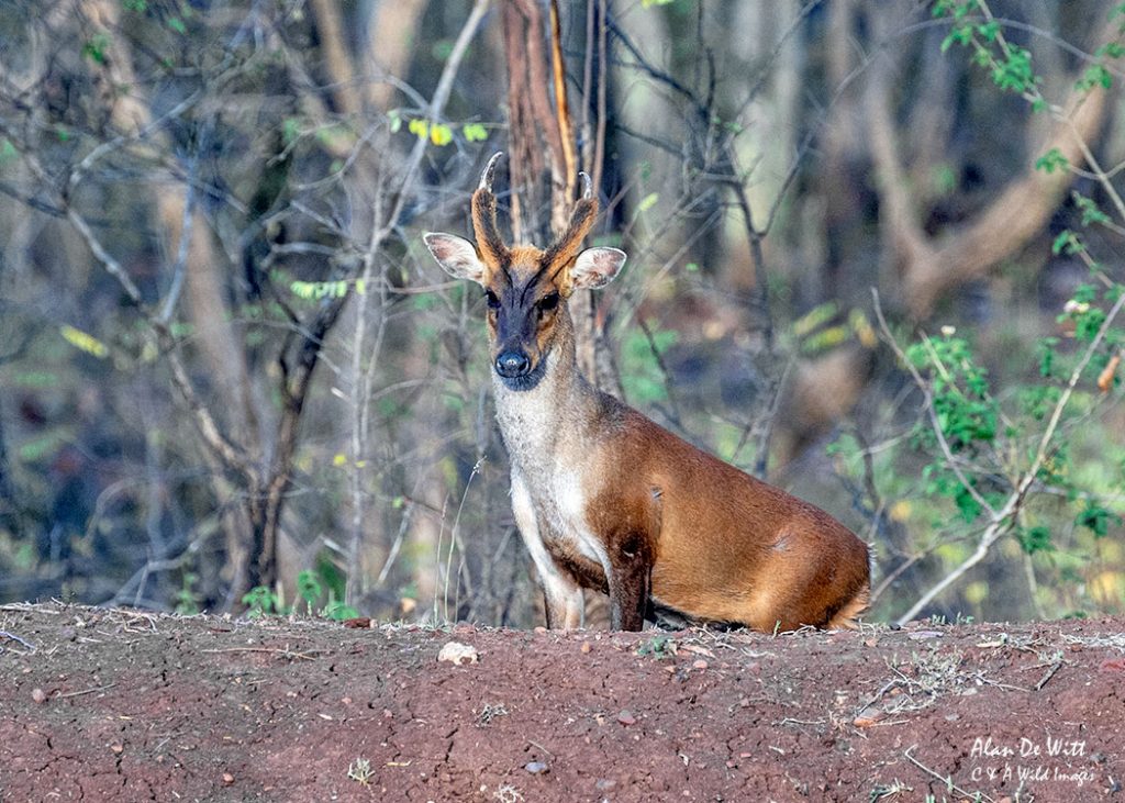 Indian Muntjac Deer Male 