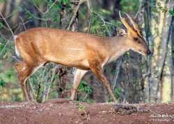 Satpura’s East Buffer Zone