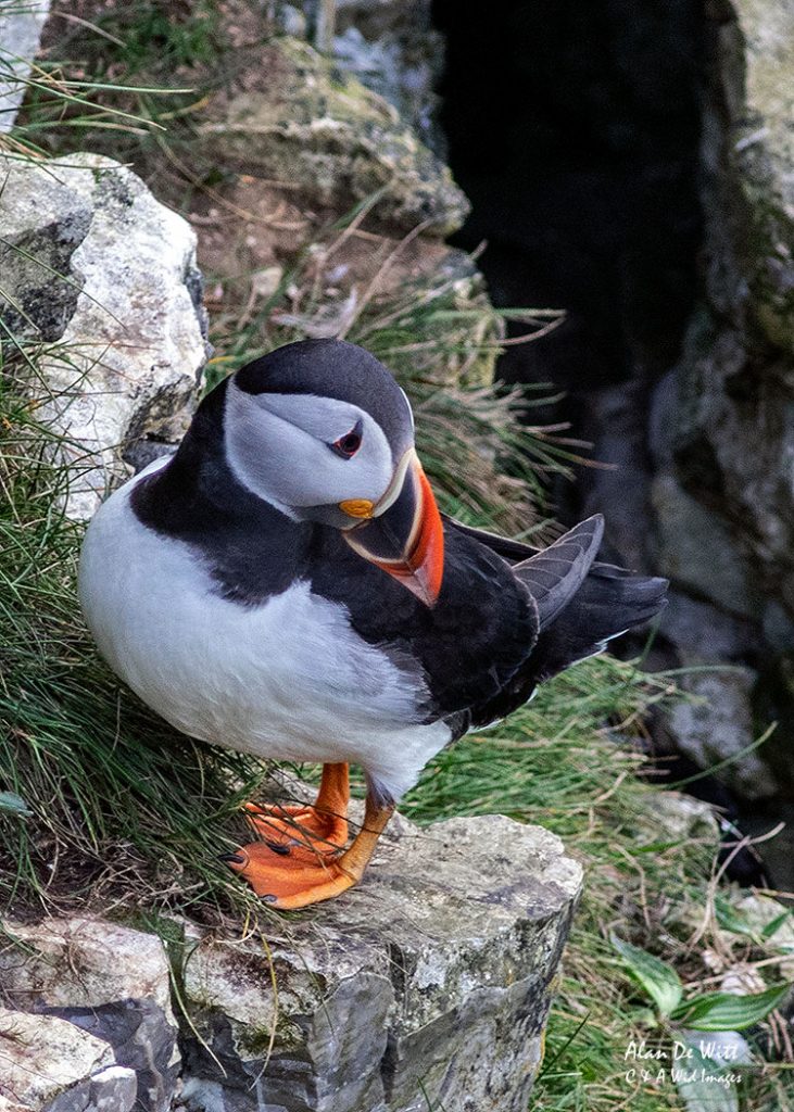 Puffin