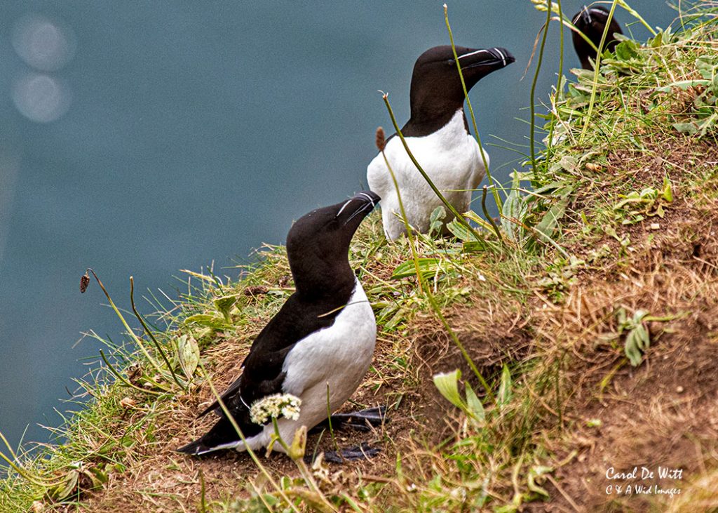 Razorbills
