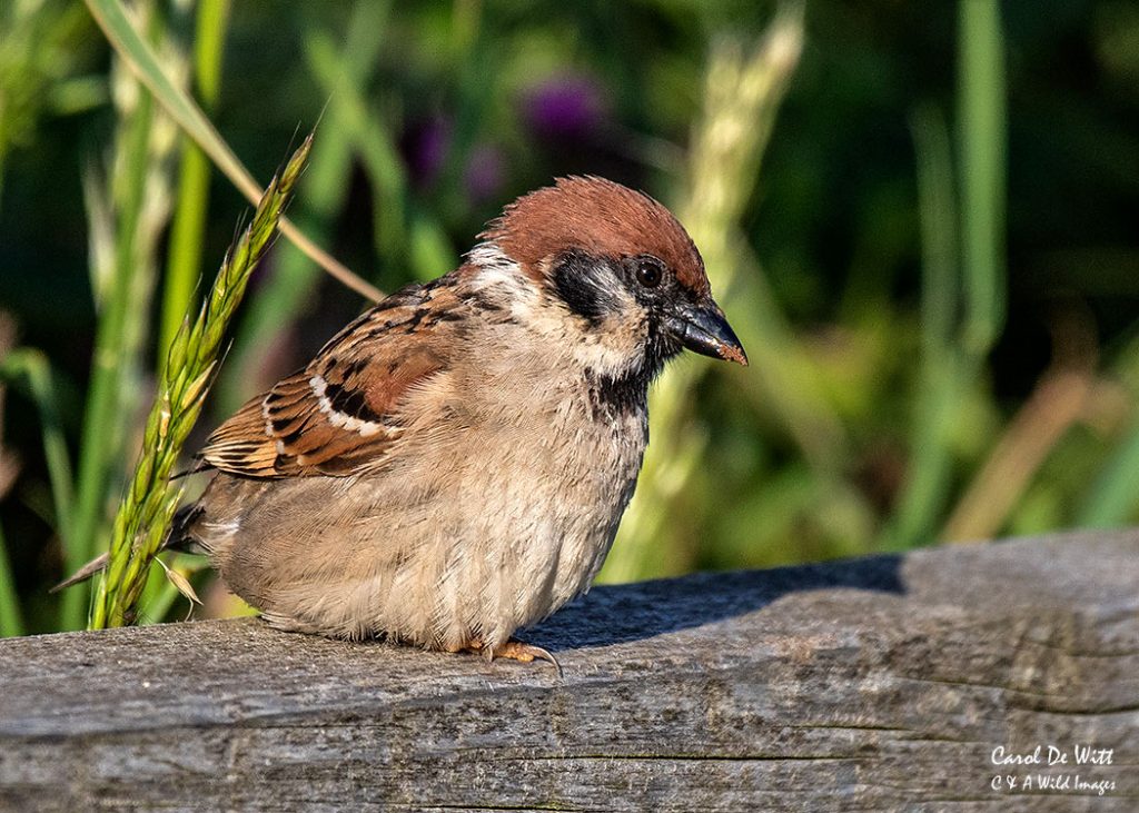 Tree Sparrow