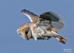 Bempton Cliffs more than just a Sea Bird Colony.