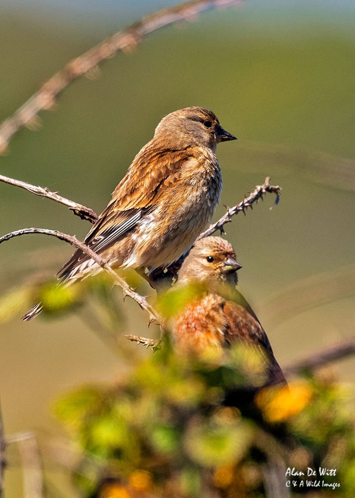 Linnets