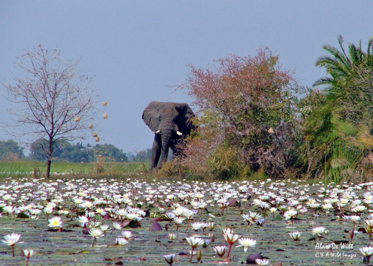Elephant on Island in the Okavango Delta