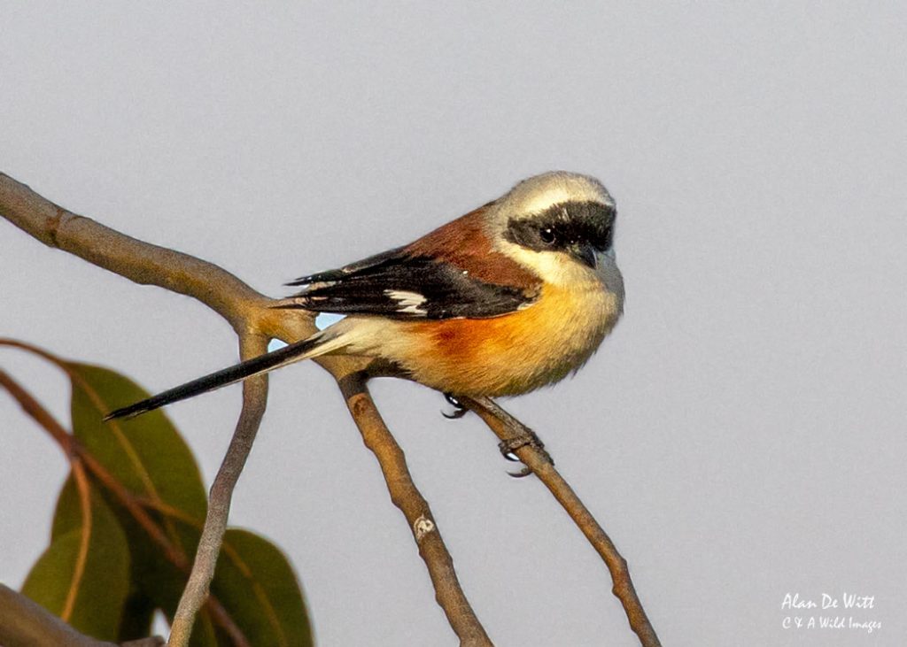 Long Tailed Shrike