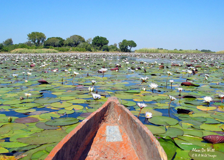 Water lilies in Okavango Delta, Botswana