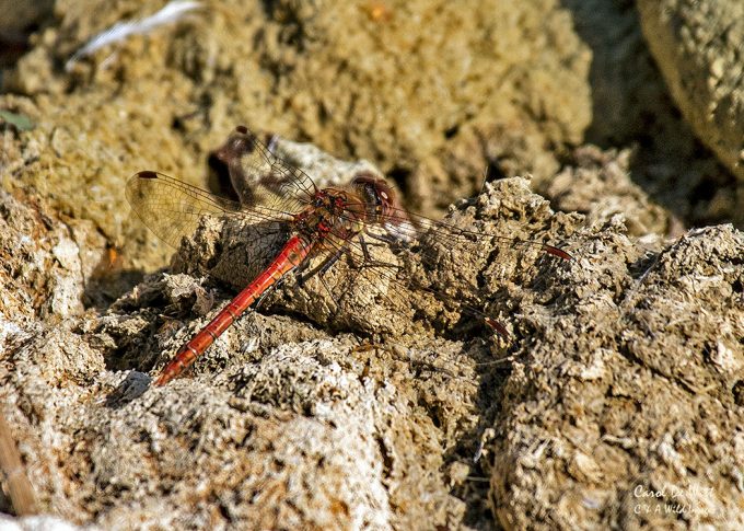 Common Darter