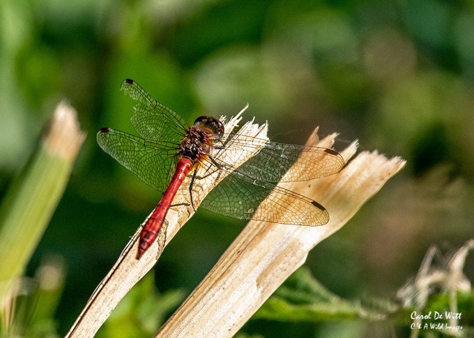 Ruddy Darter