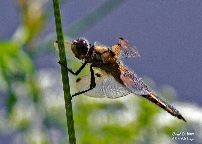 Four-spotted Chaser