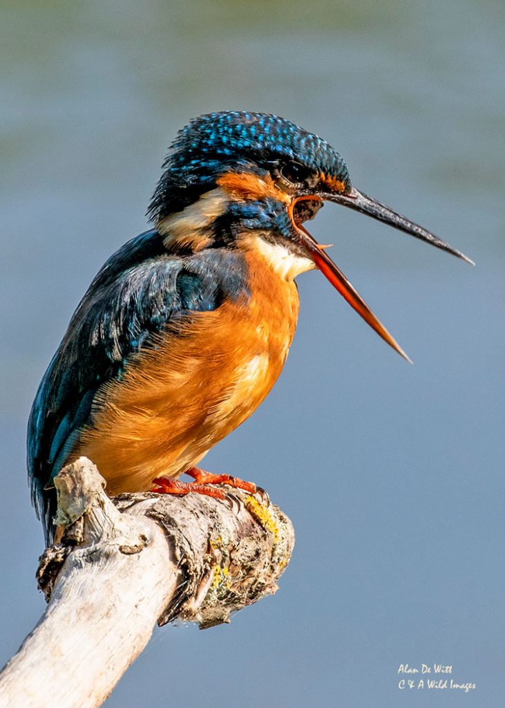Kingfisher Regurgitating a Pellet