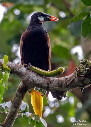 Montezuma Oropendola