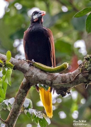 Montezuma Oropendola