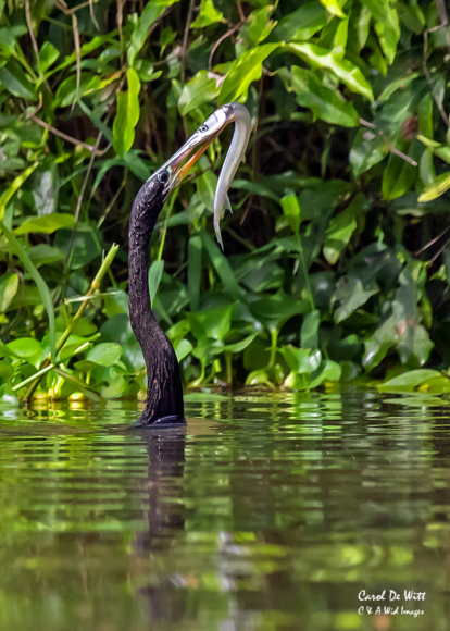 Anhinga with pipe fish