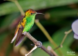 Hummingbirds