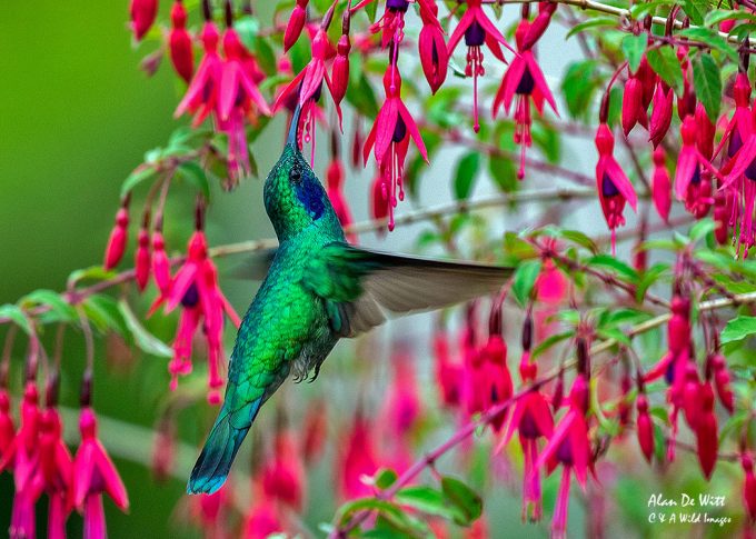 Green Violet-ear Hummingbird