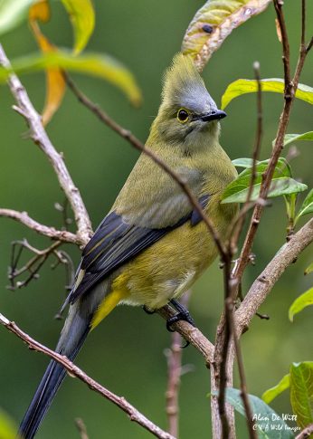 Long-tailed Silky Flycatcher