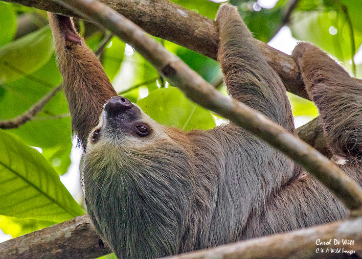 Three-Toed Sloth