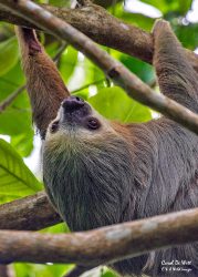 Costa Rica’s Aviarios del Caribe Sloth Sanctuary