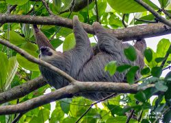 Interesting facts about the lives of Sloths Costa Rica.