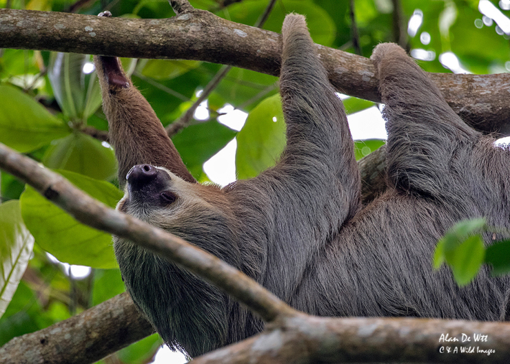 Three-Toed Sloth