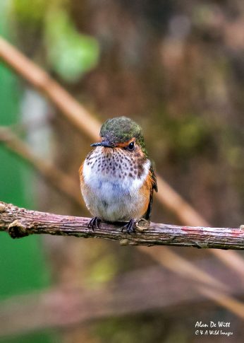Volcano Hummingbird
