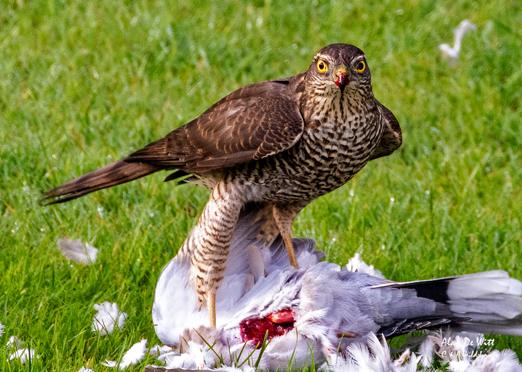 sparrowhawk female