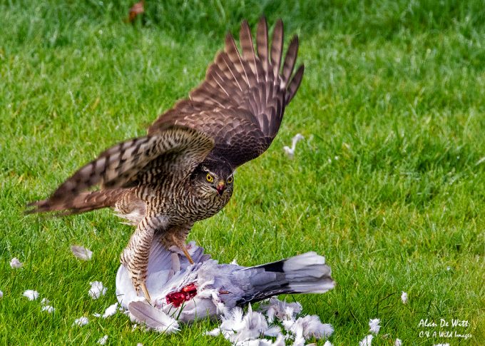 sparrowhawk
