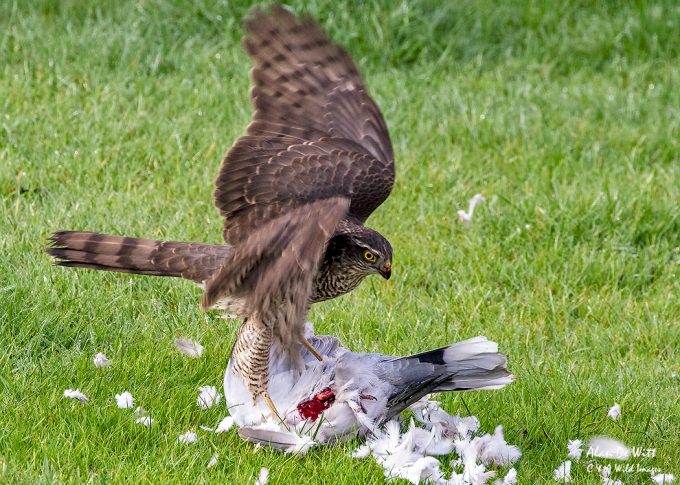 sparrowhawk