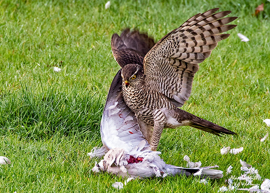 Sparrowhawk feeding on live Dove Sparrowhawk feeding on live Dove