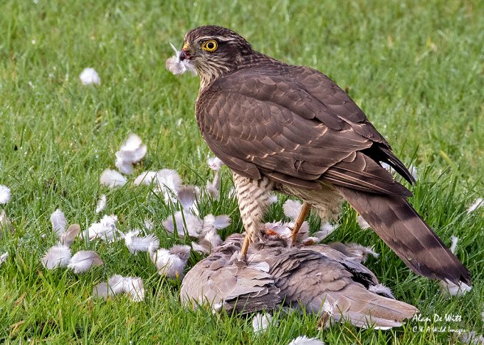 sparrowhawk female