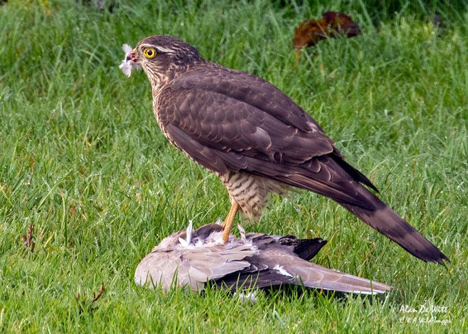 sparrowhawk female