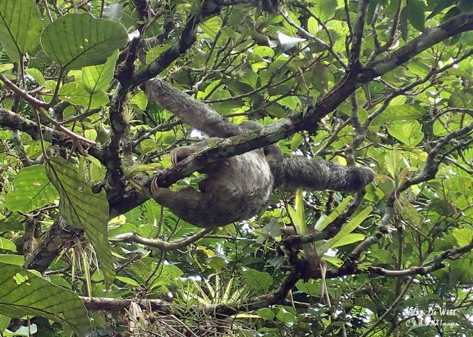 Three Toed Sloth