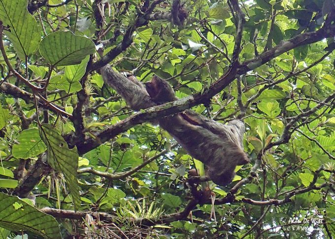 Three Toed Sloth