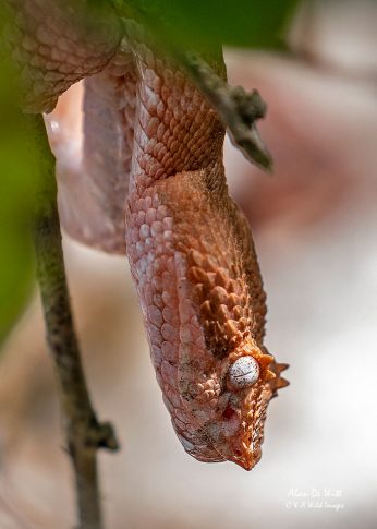 Pink Eyelash Pit Viper