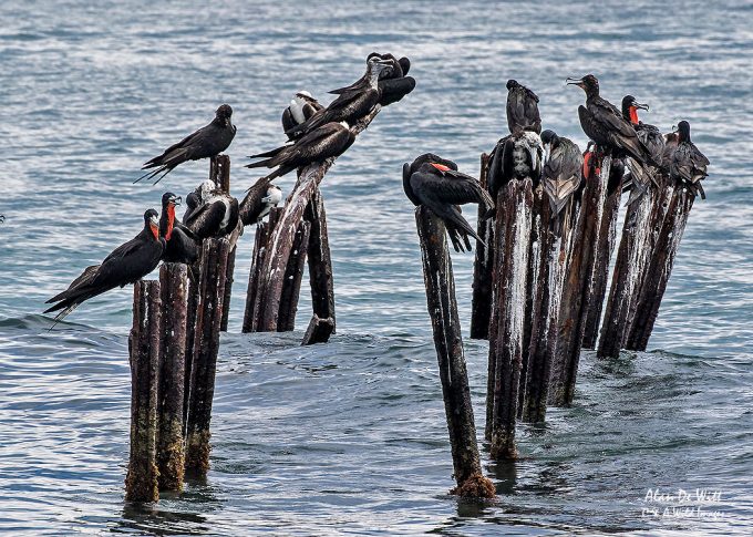 Frigate birds