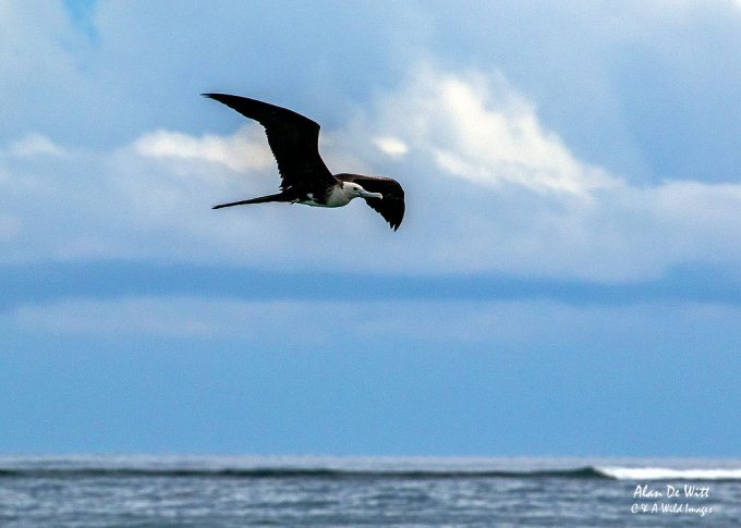 Juvenile Frigate Bird