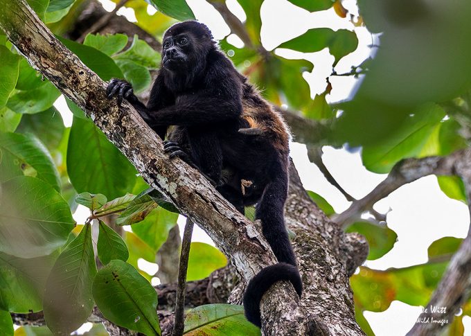Common Mantled Howler Monkey